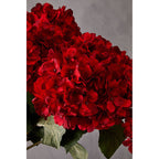 Red Hydrangea Stem