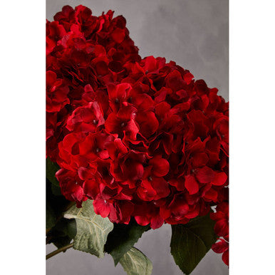 Red Hydrangea Stem