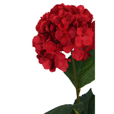 Red Hydrangea Stem