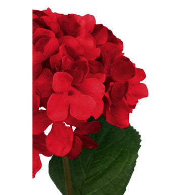 Red Hydrangea Stem