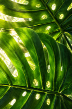 Tall Monstera Palm Stem