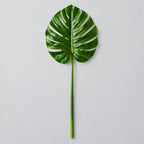 Tall Monstera Palm Stem