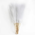 Pampas Grass Stems Pack of 6