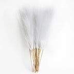 Pampas Grass Stems Pack of 6