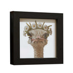 Ostrich in Bloom - Framed Pocket Art